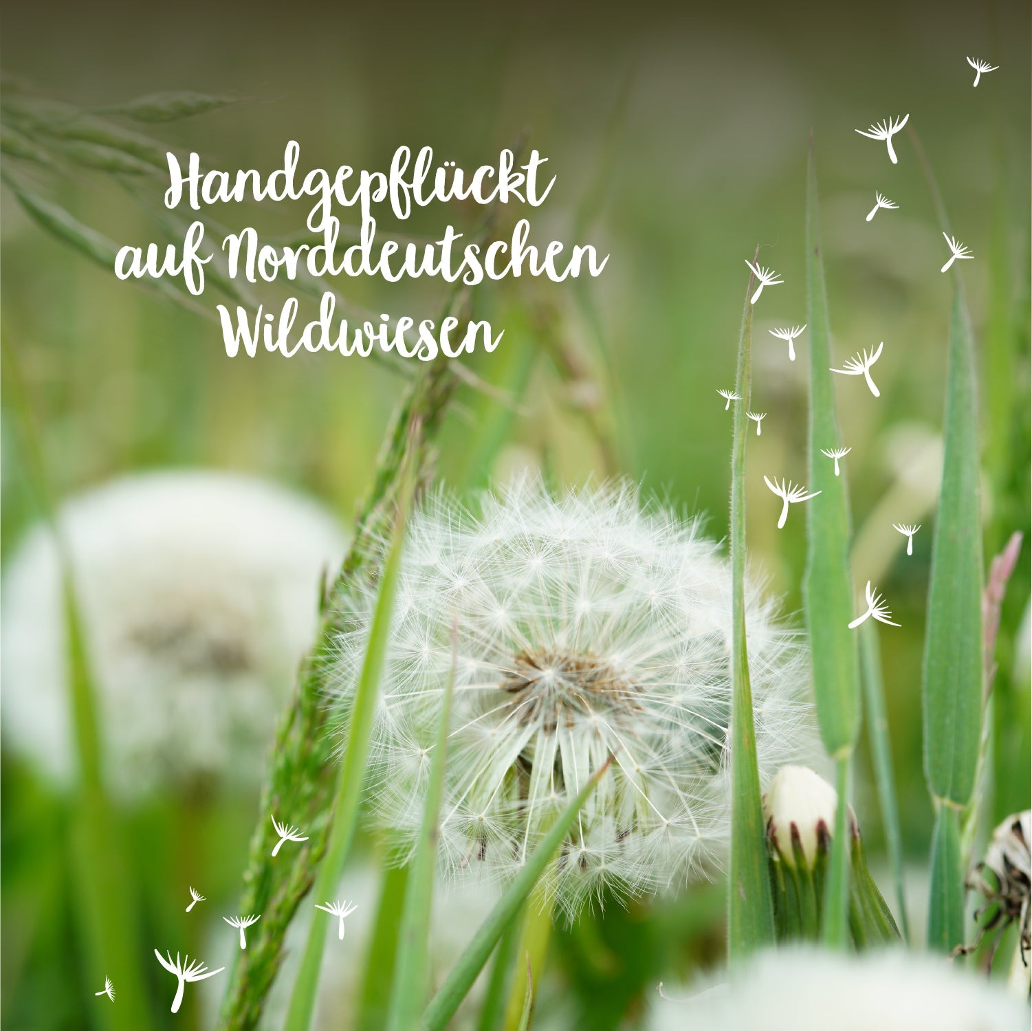 Kleiner Wunscherfüller
